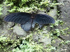 Papilio memnon heronus