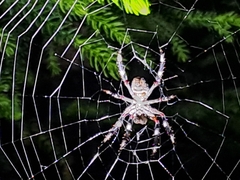Hortophora