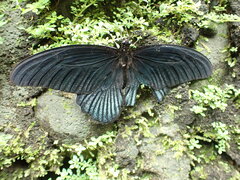Papilio memnon heronus