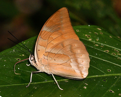 Archaeoprepona demophon