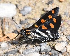 Mimardaris sela