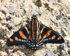 Mimardaris sela
