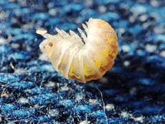 Armadillidium album