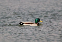 Anas platyrhynchos platyrhynchos