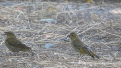 Chloris chloris