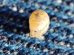 Armadillidium album