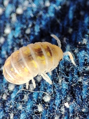 Armadillidium album