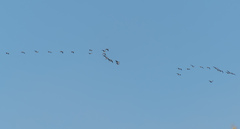 Anser albifrons albifrons