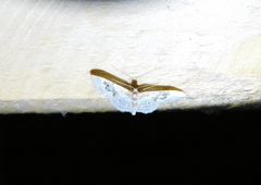 Idaea rusticata