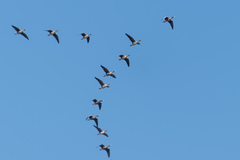 Anser albifrons albifrons