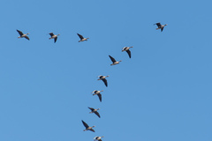 Anser albifrons albifrons