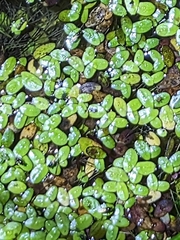 Lemna aequinoctialis