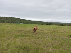 Alcelaphus buselaphus caama