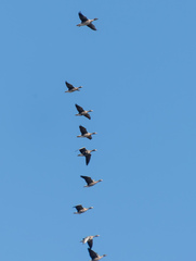 Anser albifrons albifrons