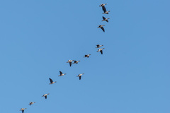 Anser albifrons albifrons