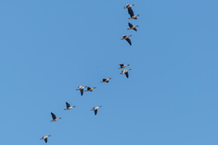 Anser albifrons albifrons