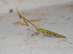 Empusa pennicornis