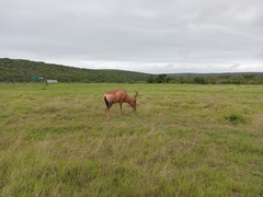 Alcelaphus buselaphus caama