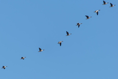 Anser albifrons albifrons