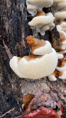 Ganoderma