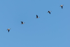 Anser albifrons albifrons