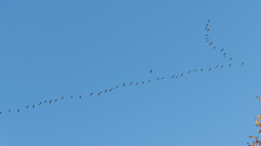 Anser albifrons albifrons