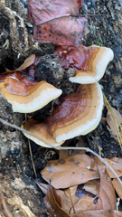 Ganoderma