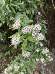 Aster taiwanensis