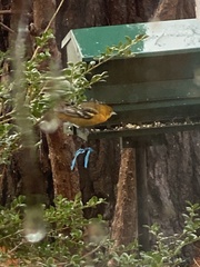 Icterus bullockii