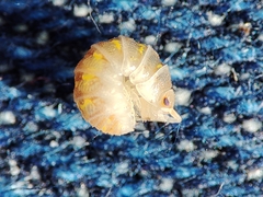 Armadillidium album