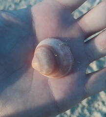 Mactra stultorum