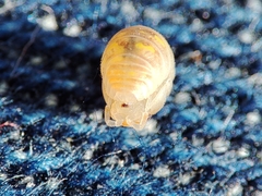 Armadillidium album