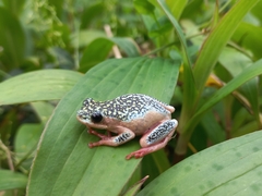 Hyperolius marmoratus marmoratus