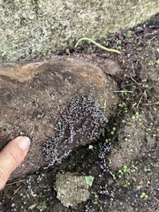 Physarum pezizoideum