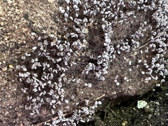 Physarum pezizoideum