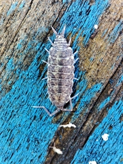 Porcellionides cingendus