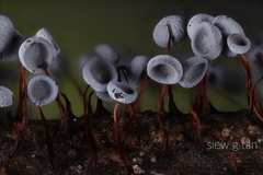 Physarum pezizoideum