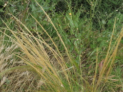Austrostipa acrociliata
