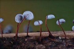 Physarum pezizoideum