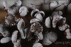 Physarum pezizoideum