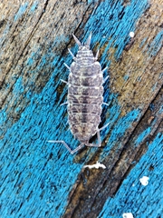 Porcellionides cingendus