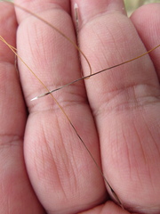 Austrostipa acrociliata