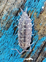 Porcellionides cingendus