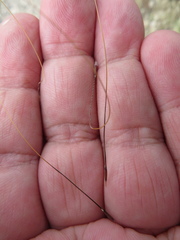 Austrostipa acrociliata