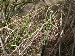 Phasmodes ranatriformis