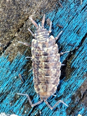 Porcellionides cingendus