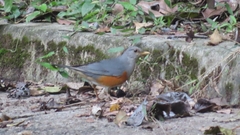 Turdus hortulorum