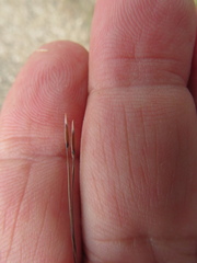 Austrostipa acrociliata