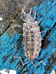 Porcellionides cingendus