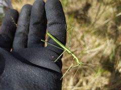 Phasmodes ranatriformis